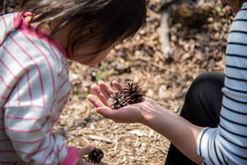 ・親子・手・松ぼっくり
