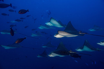 eagle ray manta while diving in Maldives