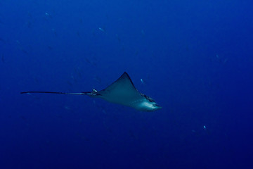 eagle ray manta while diving in Maldives