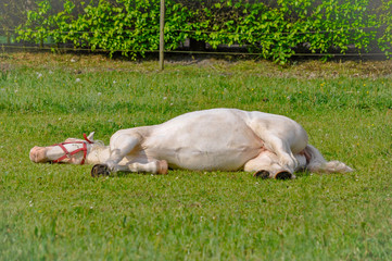 Naklejka na ściany i meble Bequtiful white horse sleeping on a green grass in summer