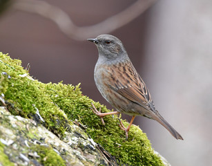 Heckenbraunelle auf Moss