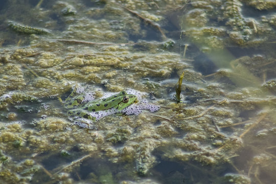 grenouille etang