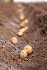 Fototapeta na wymiar Potato tubers planting into the ground. Early spring preparations for the garden season.