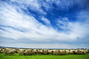 Big flock of sheep on the meadow on the nice sunny day. Wide angle shot with dramatic sky with clouds. © Aleksandar