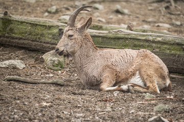 Naklejka na ściany i meble Close portrait of Siberian ibex (Capra sibirica).
