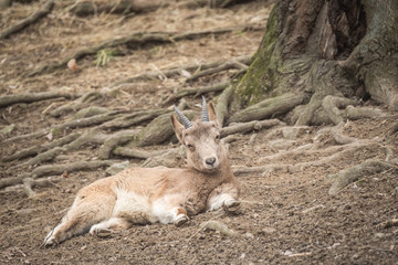 Close portrait of Siberian ibex (Capra sibirica).