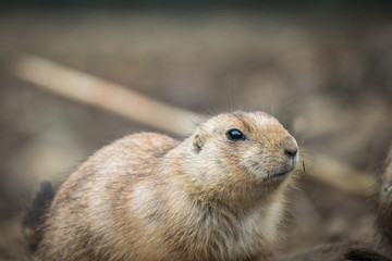 Close portrait of Black-tailed prairie dog (Cynomys ludovicianus).