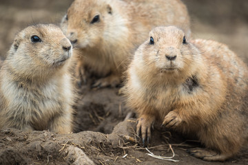 Close portrait of Black-tailed prairie dog (Cynomys ludovicianus).