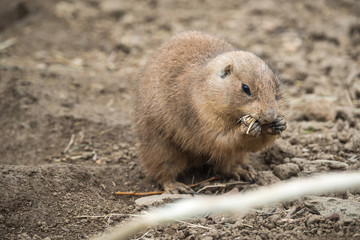 Close portrait of Black-tailed prairie dog (Cynomys ludovicianus).