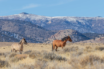 Pair of Wild Horse Stallions