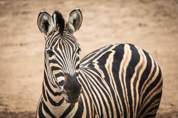 Fototapeta na wymiar Portrait of Chapmans Zebra (Equus quagga chapmani).