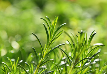 Green fresh rosemary spicy herb sprouts