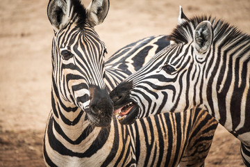 Naklejka premium Portrait of Chapmans Zebra (Equus quagga chapmani).