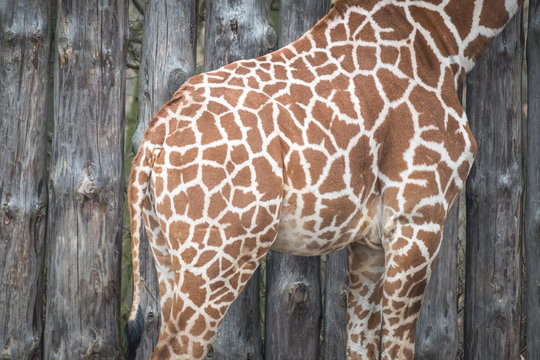 Detail view of giraffe skin with typical pattern.