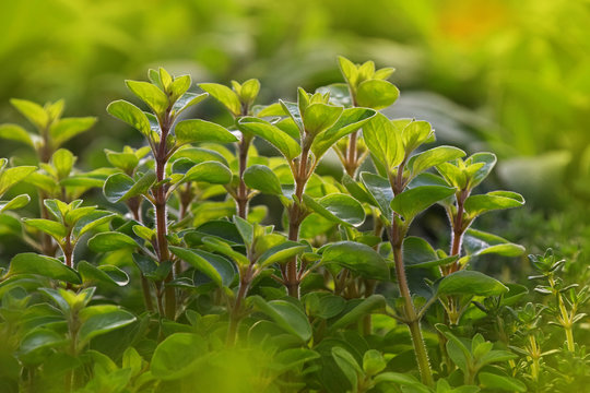 Green Fresh Sweet Marjoram Spicy Herb Sprouts