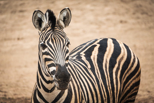 Portrait of Chapmans Zebra (Equus quagga chapmani).
