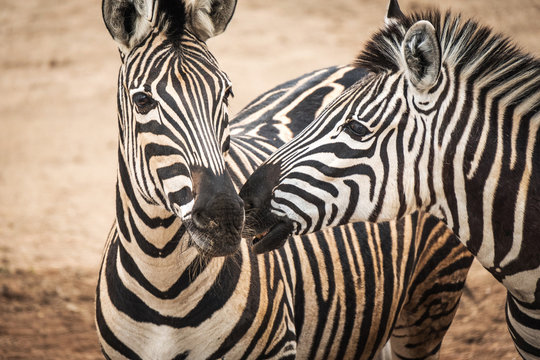 Portrait of Chapmans Zebra (Equus quagga chapmani).