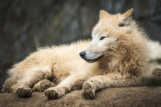 Portrait of Arctic Wolf (Canis lupus arctos) aka Polar Wolf or White Wolf.