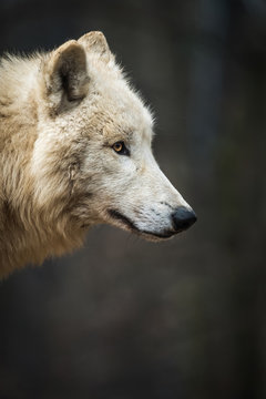 Portrait of Arctic Wolf (Canis lupus arctos) aka Polar Wolf or White Wolf.