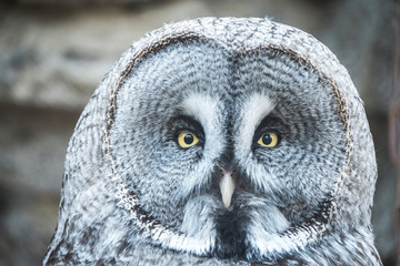 Fototapeta premium Close portrait of Great Grey Owl, Lapland Owl (Strix nebulosa).
