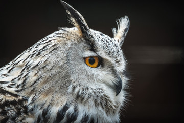 Close portrait of Siberian eagle owl (Bubo bubo sibiricus).