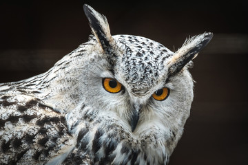 Close portrait of Siberian eagle owl (Bubo bubo sibiricus).