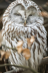 Fototapeta premium Close portrait of Ural Owl, Strix uralensis, a nightbird.