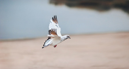 Flying pigeon above the water.