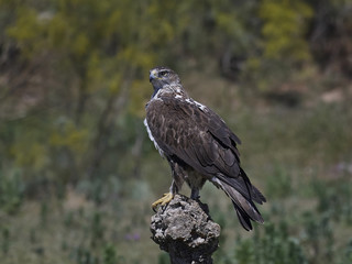 Bonellis eagle (Aquila fasciata)
