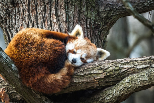 Red Panda, Firefox or Lesser Panda (Ailurus fulgens) resting in a tree.