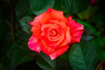 Розы-красивые цветы