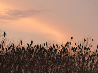 birds silhouette