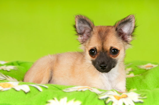 Chihuahua Welpe auf gr&uuml;ner Decke