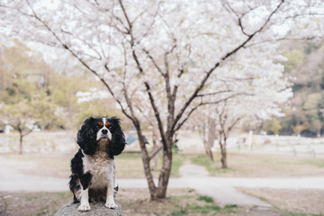 Naklejka na ściany i meble Tricolor's Cavalier is sitting on the stone in front of the cherry tree and watching here