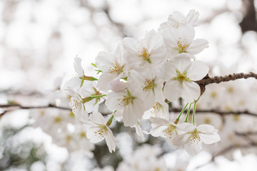 cherry blossom