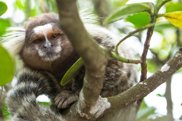 Howler monkey and marmoset.