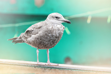 Juvenile seagull side view