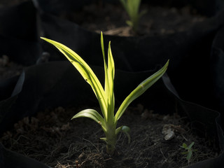 young litle plant growning, dark background soft focus