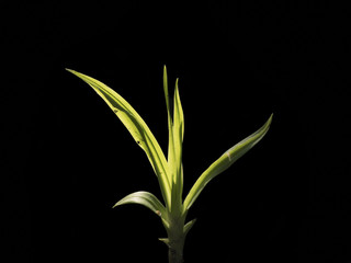 young litle plant growning, dark background soft focus