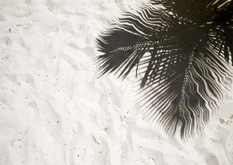 Palm trees cast shadows on the smooth golden sand of a remote tropical island beach in Dominicana republic