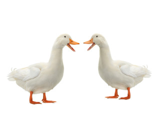 Two Duck