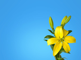 Yellow Lily, Hemerocallis Lilium bulbiferum, lillies on blue