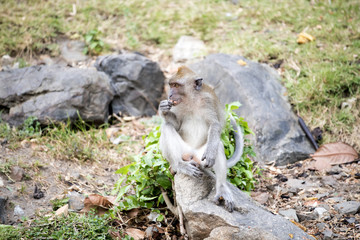 The monkeys sit on the area are happy to eat 