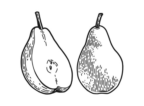poire engraved sketch