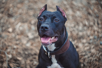 Portrait of a beautiful dog breed American Pit Bull Terrier black and white on the park