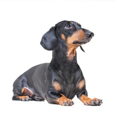  adorable dog breed dachshund, black and tan, lying on white background.