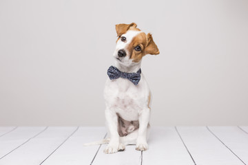 cute young small white dog wearing a modern bowtie. Sitting on the white wood floor and looking at the camera.White background. Pets indoors