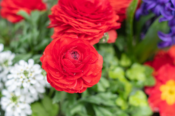 Rote Blumen mit Wassertropfen