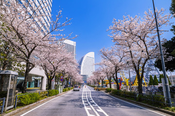桜が満開の横浜 さくら通りの風景