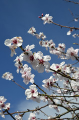 mandelblüte bei Neustadt-gimmeldingen